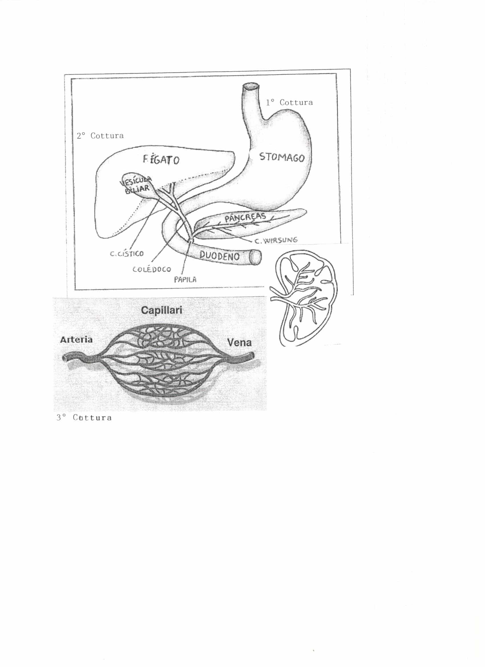 Curacell Terapie Naturali Fisio Locarno Rapporto Terapia 240303 001